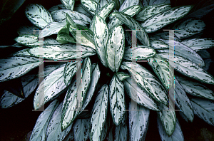 Picture of Aglaonema nitidum 'Silver King'