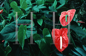 Picture of Anthurium andraeanum 'Kozuhara'