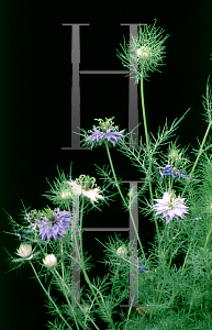 Picture of Nigella damascena 