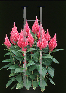 Picture of Celosia argentea (Plumosa Group) 