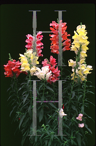 Picture of Antirrhinum majus 