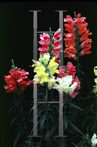 Picture of Antirrhinum majus 