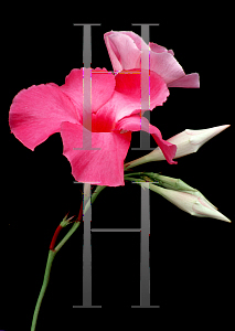 Picture of Mandevilla x amoena 'Alice du Pont'