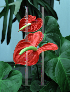 Picture of Anthurium andraeanum 