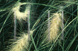 Picture of Pennisetum villosum 