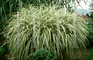 Picture of Miscanthus sinensis 'Variegatus'