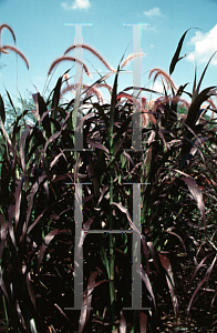 Picture of Pennisetum setaceum 'Burgundy Giant'