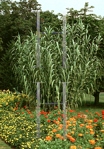 Picture of Arundo donax 