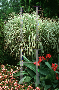 Picture of Miscanthus sinensis 'Variegatus'