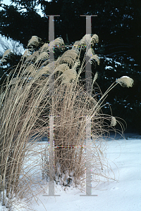 Picture of Miscanthus sinensis 'Gracillimus'