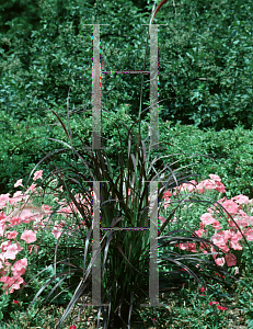 Picture of Pennisetum setaceum 'Rubrum'