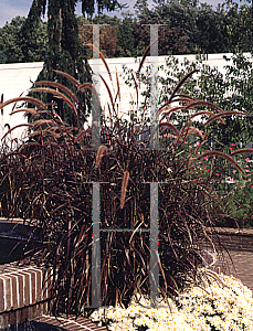 Picture of Pennisetum setaceum 'Rubrum'