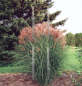 Picture of Miscanthus sinensis 'Gracillimus'