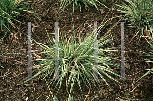 Picture of Molinia caerulea 'Variegata'