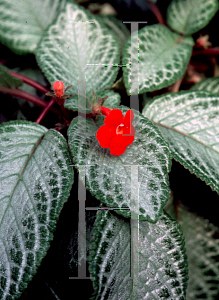 Picture of Episcia cupreata 'Silver Skies'