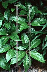 Picture of Ardisia japonica 