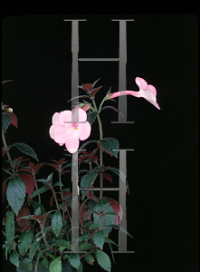 Picture of Achimenes longiflora 