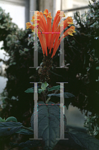 Picture of Scutellaria costaricana 
