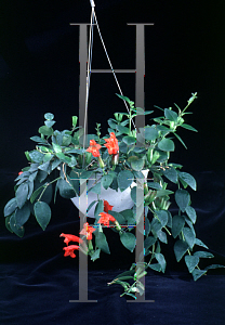 Picture of Aeschynanthus lobbianus 