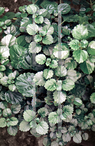 Picture of Plectranthus verticillatus 