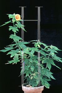 Picture of Abutilon pictum 'Aureo-maculatum'