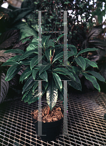 Picture of Ardisia crenata 