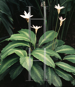 Picture of Calathea loeseneri 