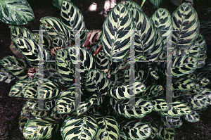 Picture of Calathea makoyana 