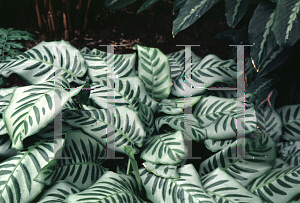 Picture of Calathea bella 