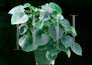 Picture of Peperomia polybotrya 