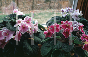 Picture of Saintpaulia ionantha 