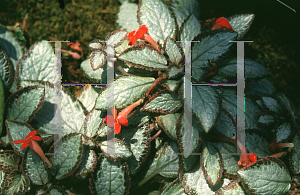 Picture of Episcia cupreata 'Silver Skies'