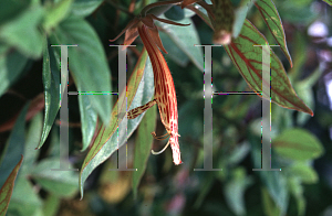 Picture of Columnea schiedeana 