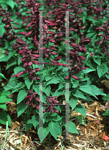 Picture of Salvia splendens 'Cleopatra'