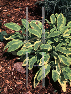 Picture of Salvia officinalis 'Icterina'