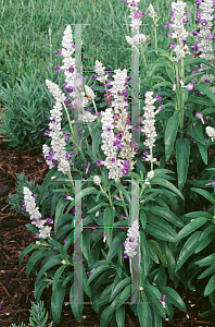 Picture of Salvia farinacea 'Strata'