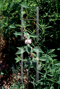 Picture of Mentha canadensis 