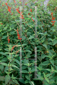 Picture of Salvia elegans 