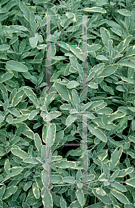 Picture of Salvia officinalis 'Aurea'