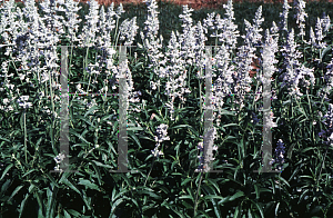 Picture of Salvia farinacea 'Argent'