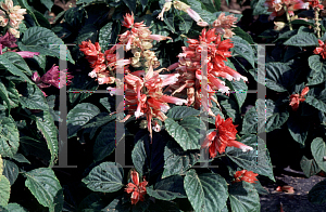 Picture of Salvia splendens 'Firecracker Wow'