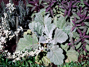 Picture of Salvia sclarea 