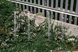 Picture of Rosmarinus officinalis 'Prostratus'