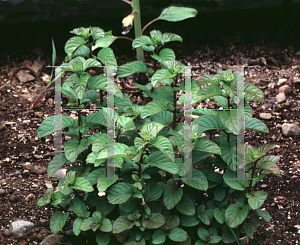 Picture of Mentha x piperita 'Citrata'