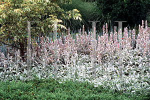 Picture of Stachys byzantina 