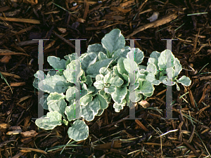 Picture of Ajuga reptans 'Silver Beauty'