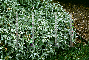 Picture of Lamium galeobdolon 'Herman's Pride'