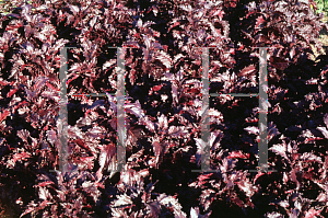 Picture of Ocimum basilicum 'Purple Ruffles'