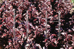 Picture of Ocimum basilicum 'Purple Ruffles'