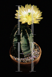 Picture of Echinocereus spp. 